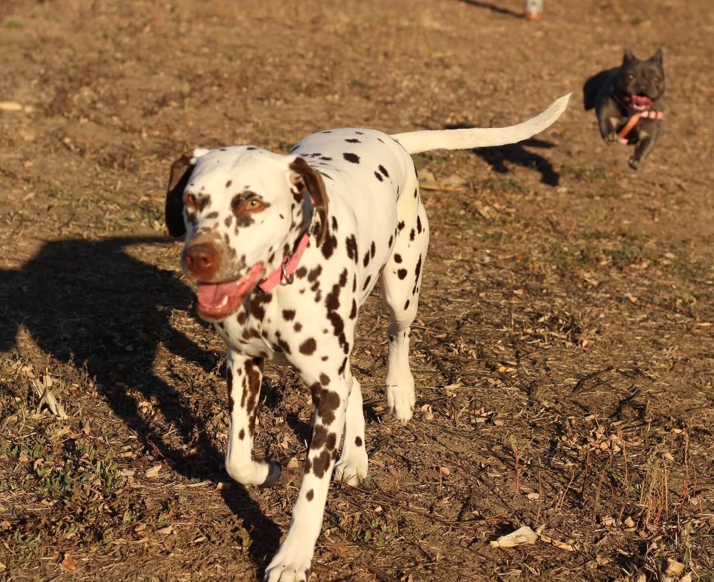 Kutyák a PACSI napköziben Hódmezővásárhely